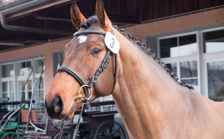 Tinka's Man, né en 2010 par Tinka's Boy et Laguna par Larome. Propriétaire René Décorvet, Bolligen