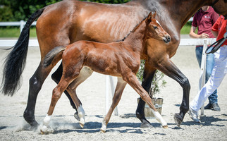 Aarhof's Chanel, Züchter Willi Hartmann