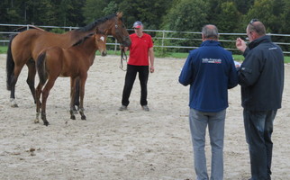 Appréciation juments et poulains