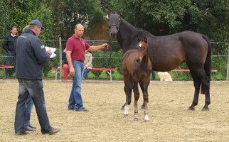 Exterieurbeurteilung Stuten und Fohlen 19-21.9.2016