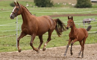 Stuten- und Fohlenbeurteilung 2021