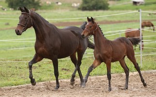 Pointage des poulains - Romont - 23.09.2015