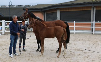 Appréciation des juments et des poulains 2022