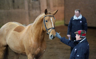 Appréciation des étalons