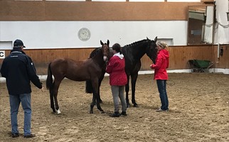 Appréciations juments et poulains 2018