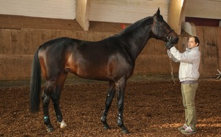 Appréciation de l'extérieur des étalons 2018 - Camden du Perchet