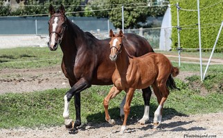 Appréciations juments et poulains 2019
