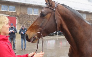 Les épreuves d'appréciation des extérieurs des étalons CHEVAL SUISSE auront lieu le 15 janvier 2022 au NPZ à Berne où seront présentés les étalons en approbation provisoires qui n'ont pas pu être présentés en 2021 en raison de la situation sanitaire et les nouveaux candidats étalons 2022.  L'appréciation est publique et sera conduite par deux juges français (en allemand pour les germanophones) qui commentent et expliquent en direct leurs appréciations.  Formulaire d'inscription pour les étalons