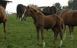 Fohlen 2010