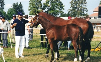 Stuten + Fohlenschau