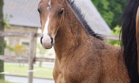 Poulain de Virtuoso Semilly
