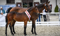 ACK Valoroso (Virtuoso Semilly x Scendix)