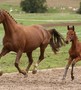 Appréciations des juments et des poulains 2016